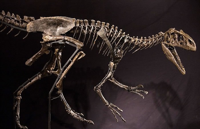 骸骨原本估计能以50万英镑卖出