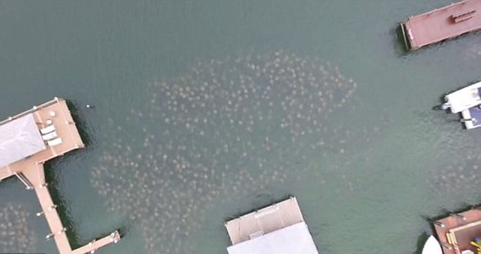 美国男子航拍到大群牛鼻魟集体迁徙至佛罗里达州水域