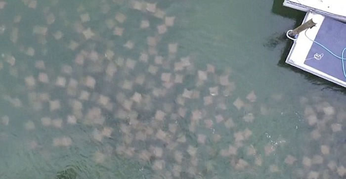 美国男子航拍到大群牛鼻魟集体迁徙至佛罗里达州水域