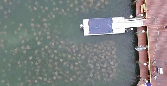 美国男子航拍到大群牛鼻魟集体迁徙至佛罗里达州水域