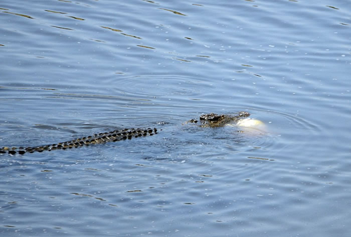 南非莱塔巴河大鳄鱼在河中发现幼年同类后发起野蛮袭击