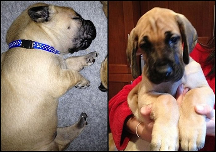 巴雷特指,普雷斯利自小由她养大,或许这造成了它的“裙脚”性格。