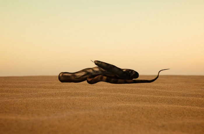 �����ڰ���͢�İ��ѼͿ���Dinilysia patagonica��ԭͼ