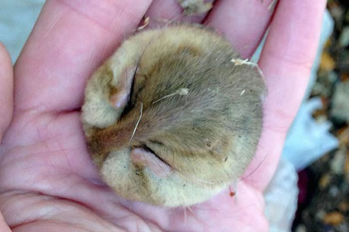 英国德文郡生态保护者发现睡姿呈球形冬眠睡鼠