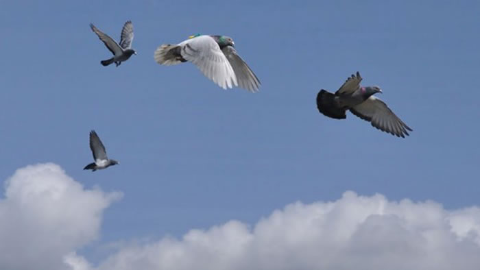 信鸽中的领头鸽是那只飞得最快的