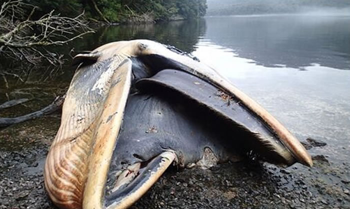 �����ϲ����������Ǻ��巢��337ͷ����ʬ��