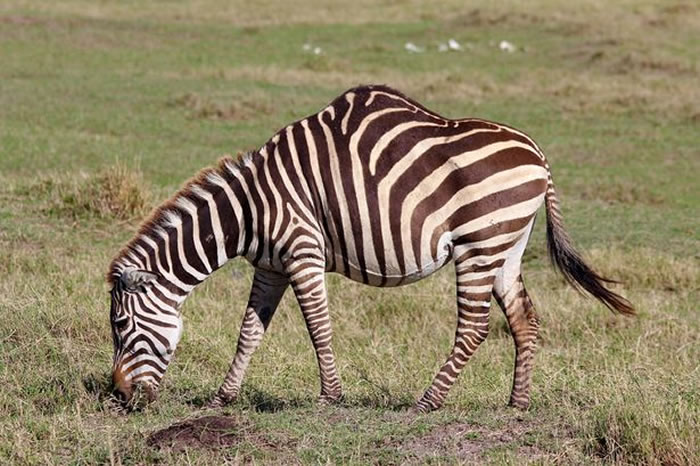 坦桑尼亚恩戈罗恩戈罗保护区发现一只长“驼峰”的斑马