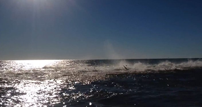 美国游客拍到佛罗里达州海岸数十条鲨鱼疯狂觅食