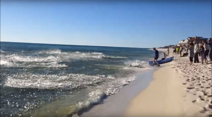 美国游客拍到佛罗里达州海岸数十条鲨鱼疯狂觅食