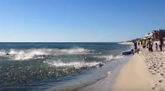 美国游客拍到佛罗里达州海岸数十条鲨鱼疯狂觅食