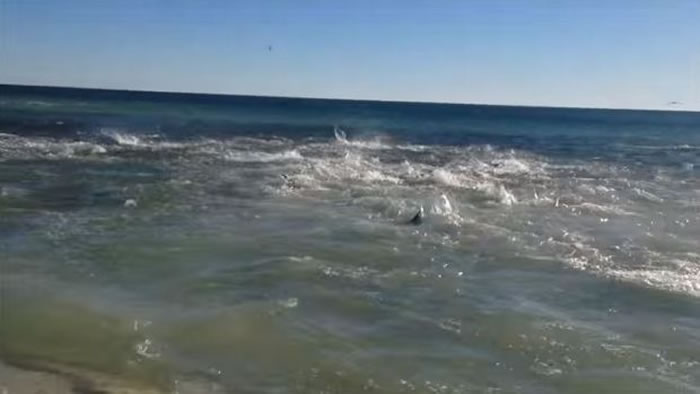 美国游客拍到佛罗里达州海岸数十条鲨鱼疯狂觅食