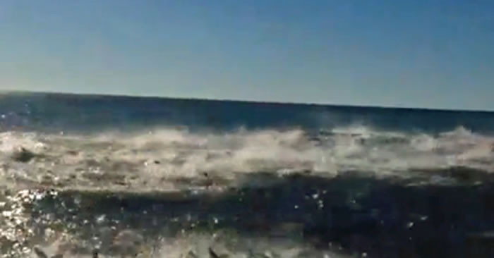 美国游客拍到佛罗里达州海岸数十条鲨鱼疯狂觅食