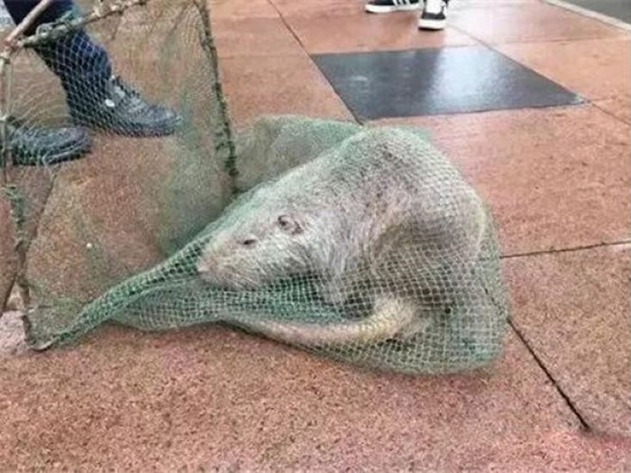 ��������������������һֻ������