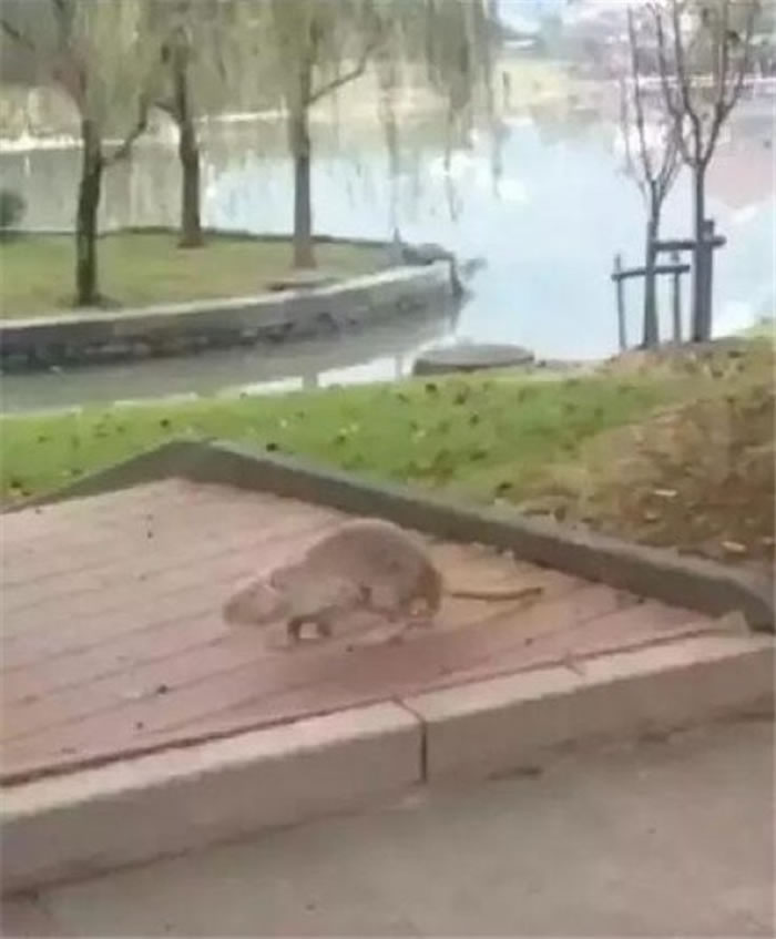 �����󡱱�������У԰�ӱ߲ݴ��ϱ��ܡ�