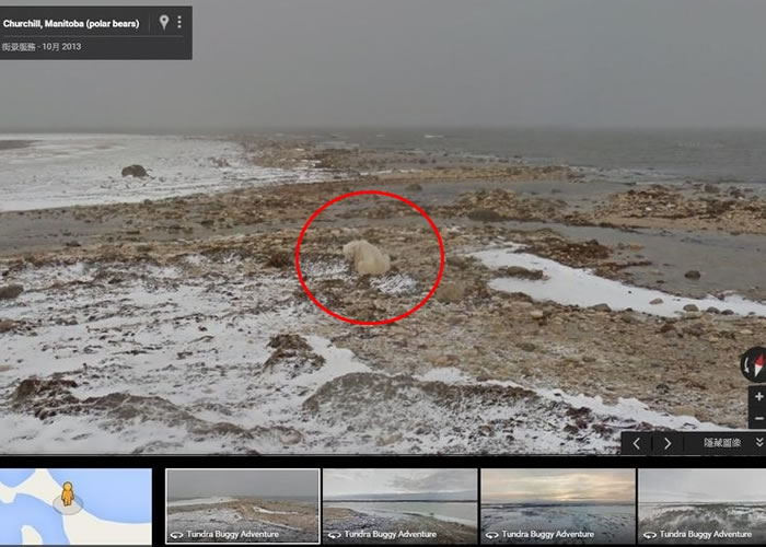 一只北极熊(红圈)绝望地等着海湾结冰