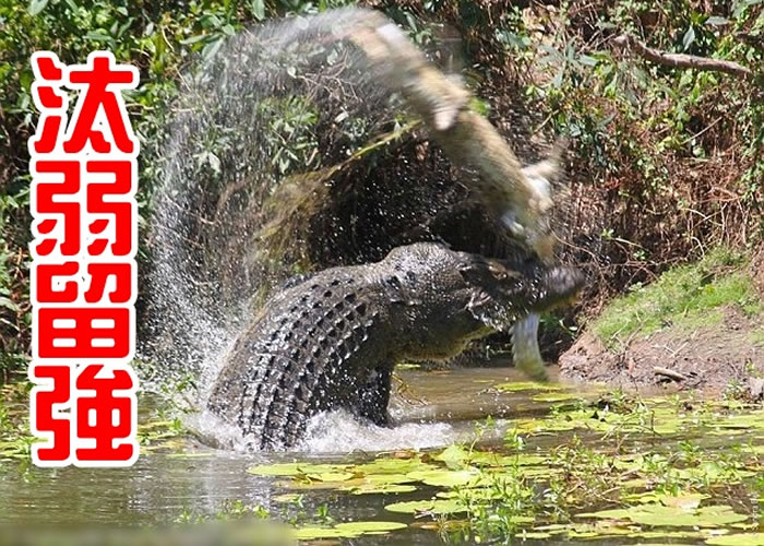 大鳄口咬着小鳄不放