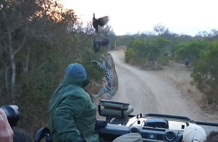 南非克鲁格国家公园猎豹从路旁灌木丛中窜到游客车前捕食山鸡