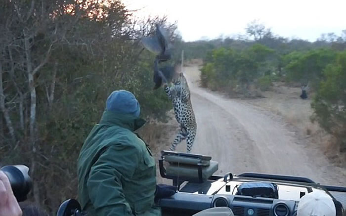 南非克鲁格国家公园猎豹从路旁灌木丛中窜到游客车前捕食山鸡