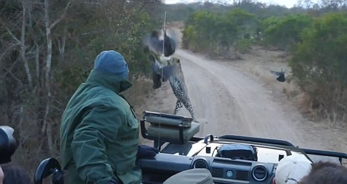 南非克鲁格国家公园猎豹从路旁灌木丛中窜到游客车前捕食山鸡