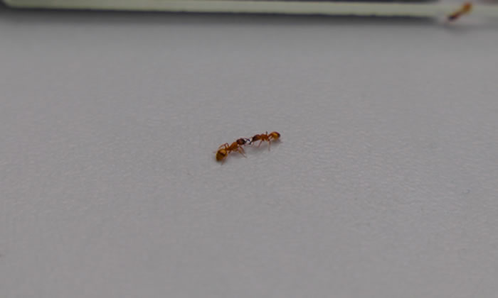 ʵ���У�Ǩ���е�ʯ����Ⱥ�ܵ��˲�ͬ��ʽ����ʳ��Ϯ��