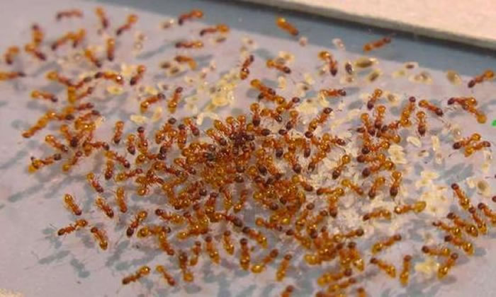 Ӣ������˹�ж���ѧ���о���ģ�����ڲ�ͬ��ʽ����ʳ��Ϯ������£�ʯ����Ⱥ����ֳ���һʵ����Ϊ�ĳ̶ȡ�