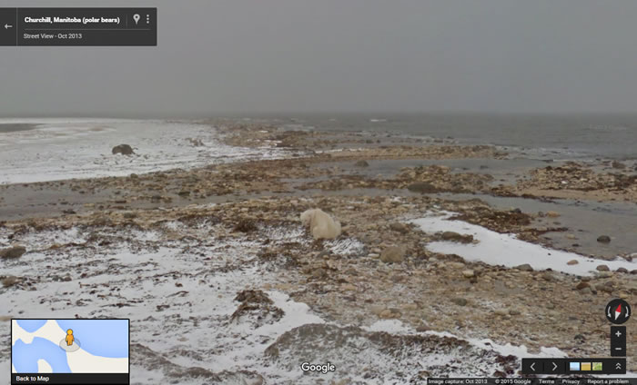 北极熊等着海水结冰的背影