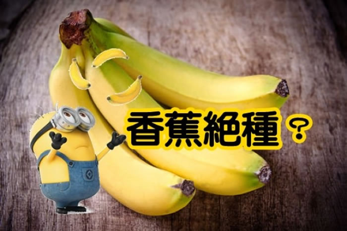 香蕉什么时候灭绝 1_20151203161636192Ka.jpg