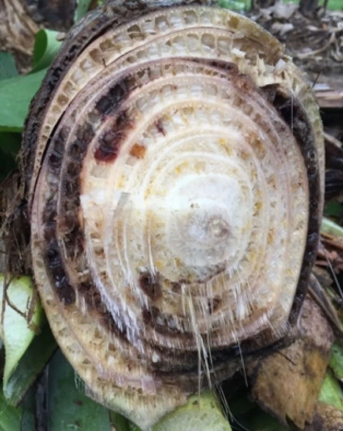 �ܲ�����Ⱦ���㽶��