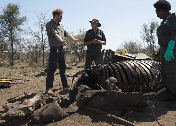 �������ӣ���һ������ֻϬţ��ɱ�е��𾪼��ѹ���