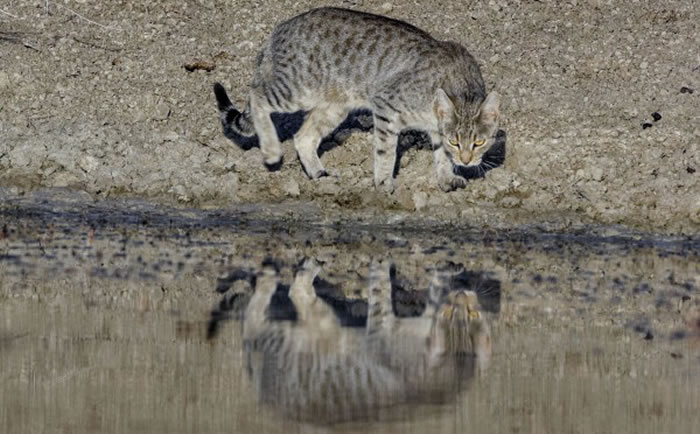 DNA��������è����19���ͳ���ŷ�������Ĵ�����