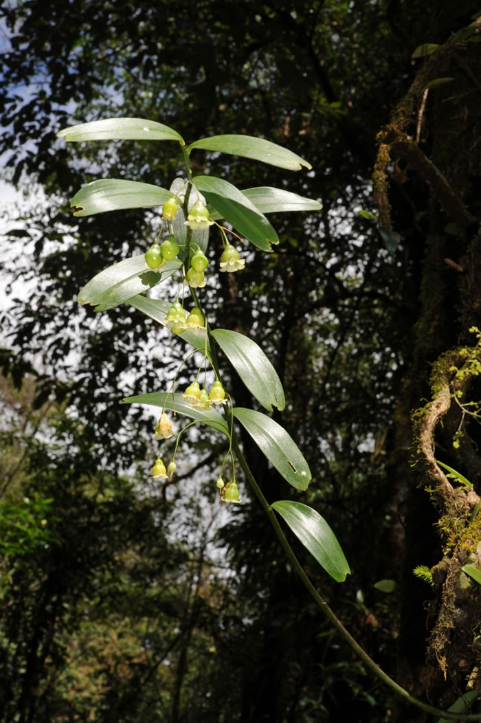 ڴϵӻƾPolygonatum campanulatum G. W. Hu