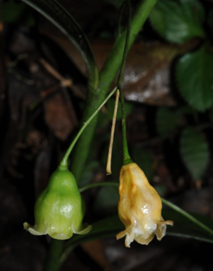 ӻƾPolygonatum campanulatum G. W. HuĻ