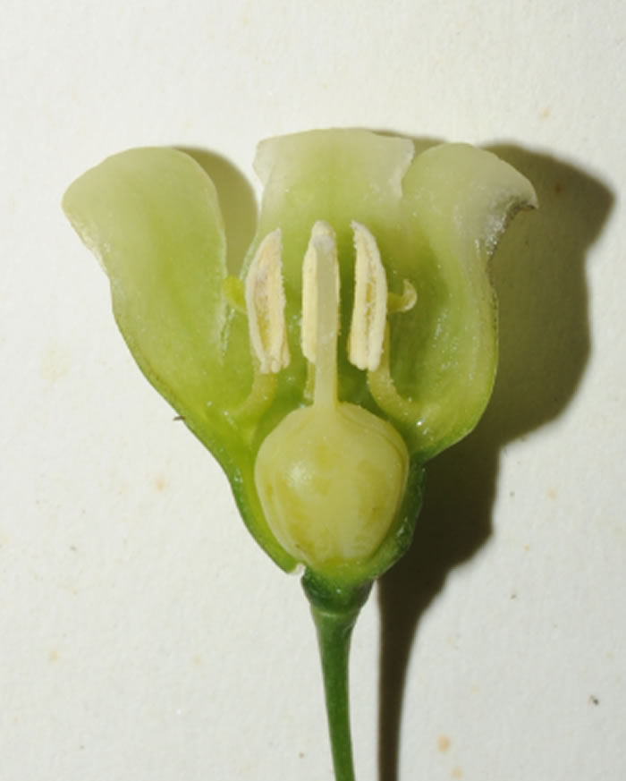 ӻƾPolygonatum campanulatum G. W. HuĻ