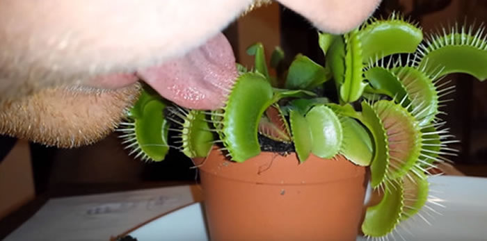 他将舌头慢慢地靠近种满捕蝇草的花盆中,才刚触碰到捕蝇草,他的舌头立马就被捉住。