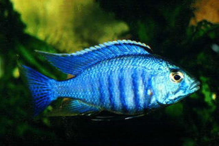 Ǵ߶ܽΪʲôάӵзḻĴ