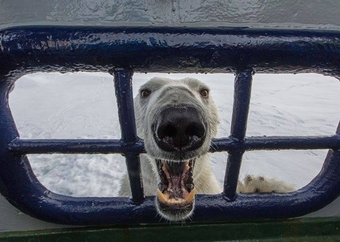 摄影师卡津拉斯遇上的北极熊不怕人类,更将鼻子和前爪伸入船内,与卡津拉斯距离极接近。