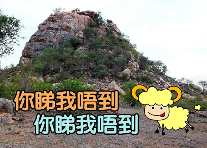 看似普通的照片暗藏一只山羚,你能够找出山羚吗?