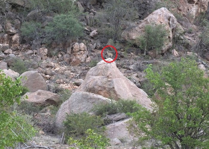 山羚(红圈示)站在照片中央石块的顶部。