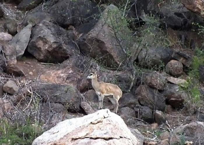 山羚分布于南非各地,其啡色皮毛令它轻易融入周边的环境。