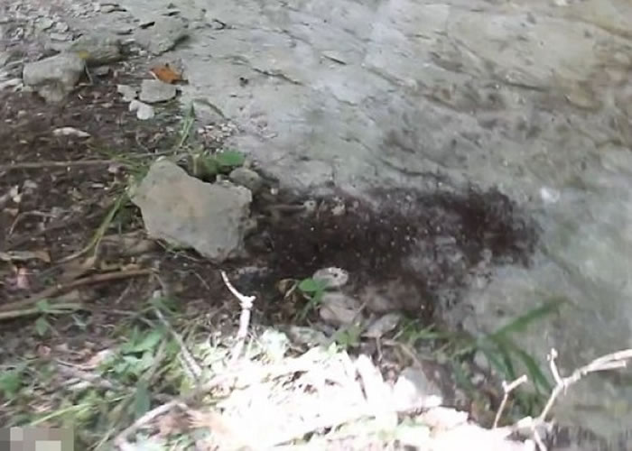 黑色东西掉在地上,看清楚原来是多不胜数的小蜘蛛。