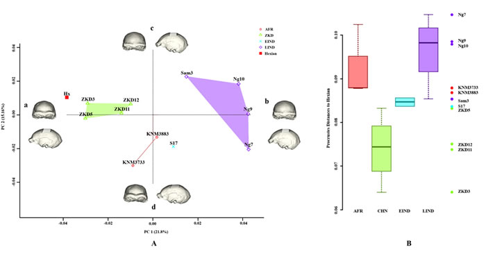 脑颅总体形态的几何形态测量分析