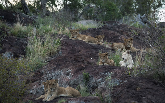 南非辛吉塔·克鲁格国家公园摄像机拍到罕见白狮