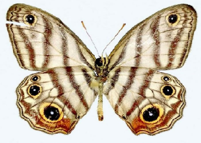 亚马逊雨林发现的新蝴蝶以博物学家名字命名——阿滕伯勒眼蝶