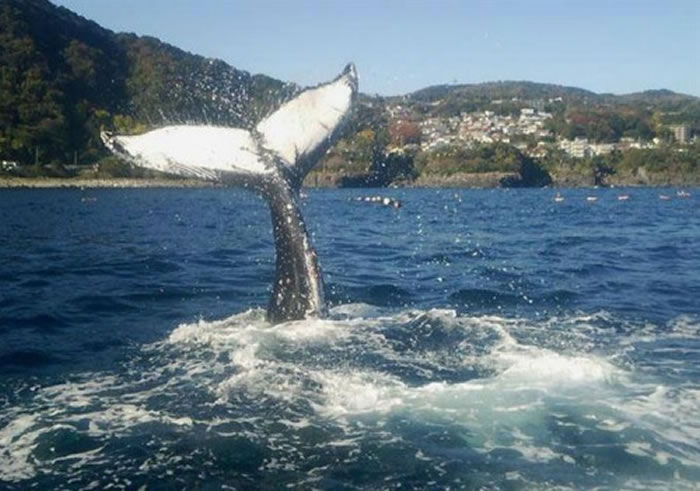 日本渔民不慎网住13米长座头鲸后决定放生