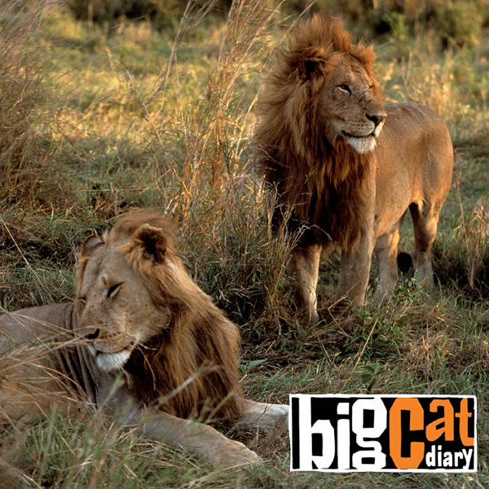 ӢBBC̬¼Ƭèռǡ(Big Cat Diary)е8ֻʨ¶