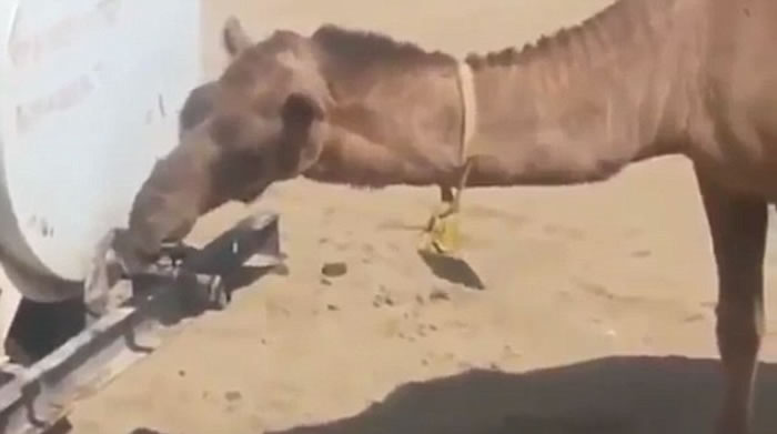 ������һֻ���ջ�����Ť��ˮ��ͷ��ˮ