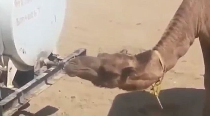 ������һֻ���ջ�����Ť��ˮ��ͷ��ˮ