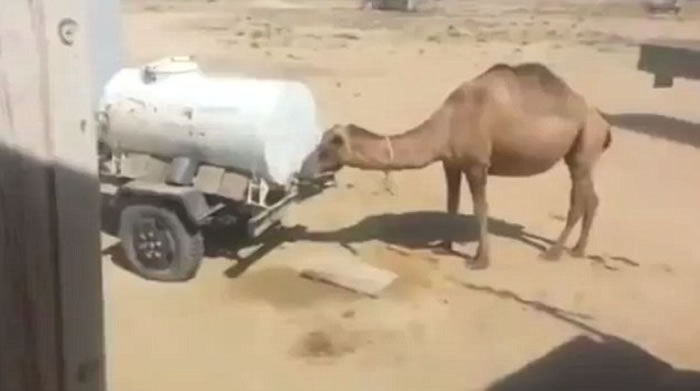 ������һֻ���ջ�����Ť��ˮ��ͷ��ˮ