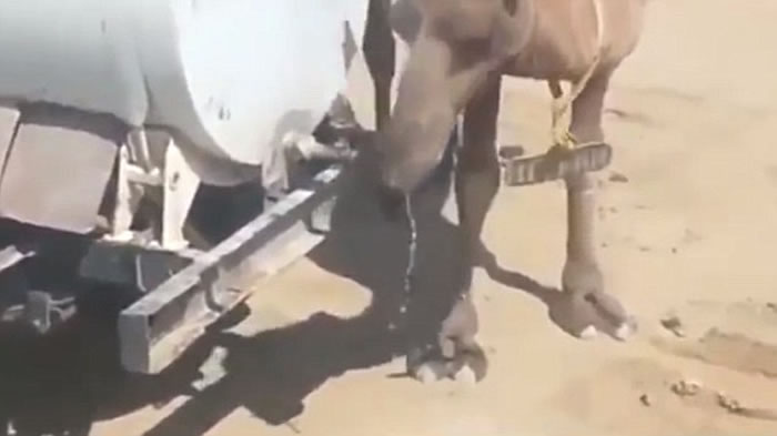 ������һֻ���ջ�����Ť��ˮ��ͷ��ˮ