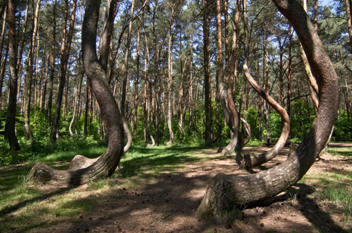 Krzywy Las֮գUFO½ħų£